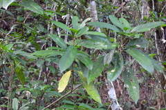Osmanthus matsumuranus