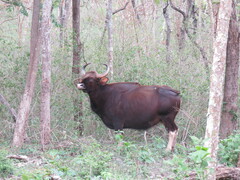 Bos gaurus