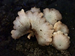 Hodophilus glabripes