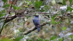 Cyornis unicolor