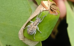 Myllocerina