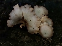 Hodophilus glabripes