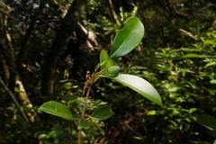 Osmanthus matsumuranus