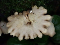 Hodophilus glabripes