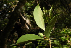 Osmanthus matsumuranus