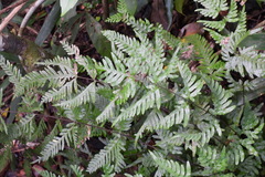 Pteris dispar