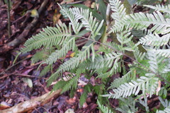 Pteris dispar