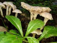 Hodophilus glabripes