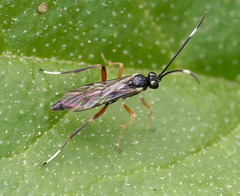 Cryptinae