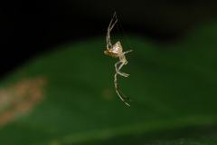 Thwaitesia margaritifera