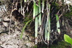 Haplopteris elongata