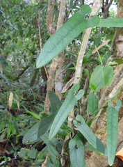 Aristolochia shimadae