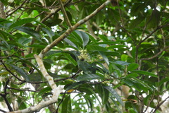 Osmanthus matsumuranus