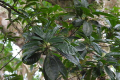 Osmanthus matsumuranus