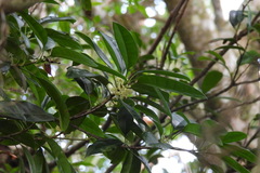 Osmanthus matsumuranus