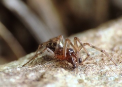 Enoplognatha mandibularis