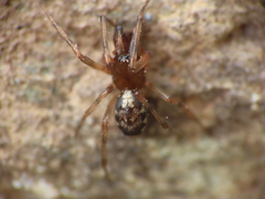 Enoplognatha mandibularis