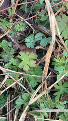 Geranium pusillum
