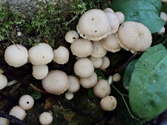 Hodophilus glabripes