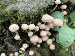 Hodophilus glabripes