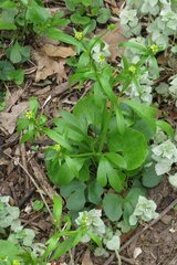 Ranunculus abortivus