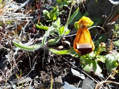 Calceolaria uniflora