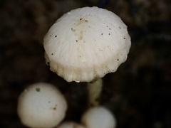 Hodophilus glabripes