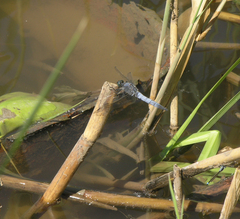 Orthetrum cancellatum