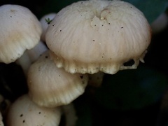 Hodophilus glabripes