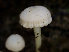 Hodophilus glabripes