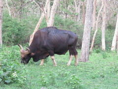 Bos gaurus