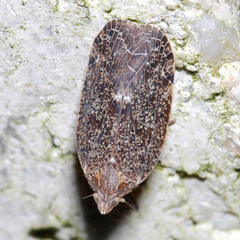 Cixidia pilatoi