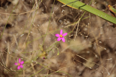 Centaurium cachanlahuen