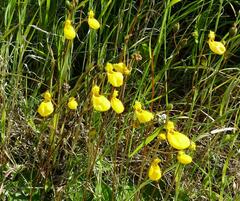 Calceolaria biflora