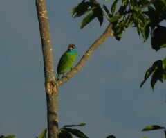 Psilopogon asiaticus