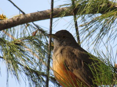 Turdus rufiventris
