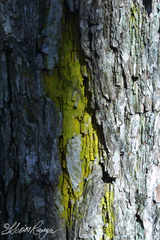 Chrysothrix xanthina