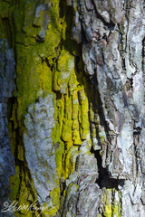 Chrysothrix xanthina