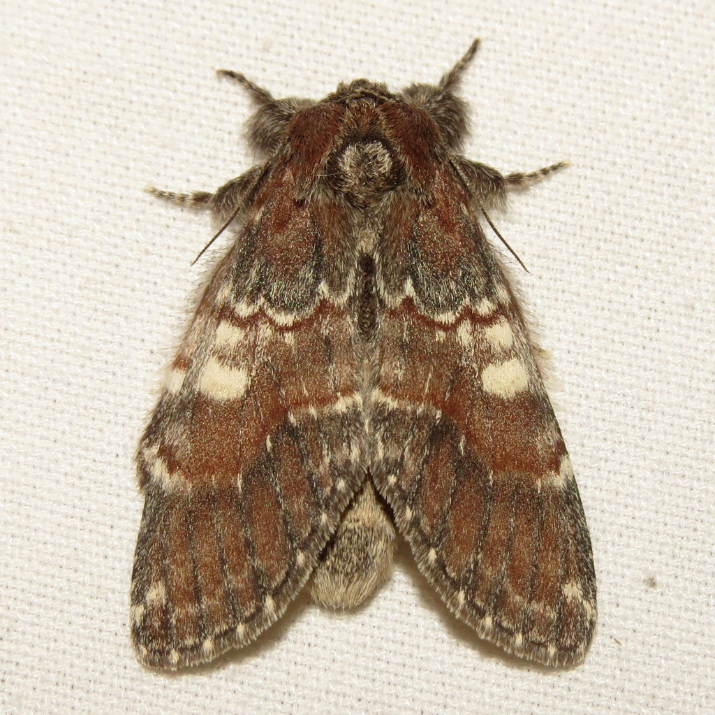 Chocolate Prominent Moth