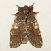 Chocolate Prominent - Photo (c) Fyn Kynd Photography, some rights reserved (CC BY)