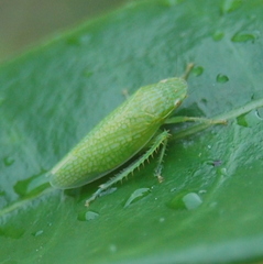 Reticana