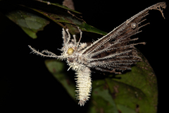 Akanthomyces