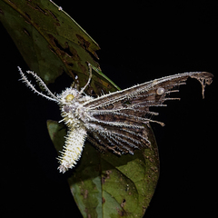 Akanthomyces