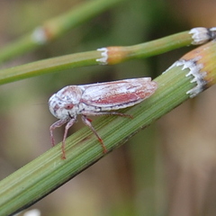 Tretogonia