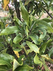 Persea borbonia