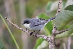 Microspingus cinereus