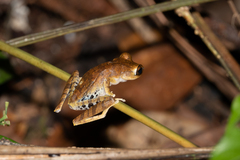 Boana calcarata