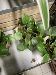 Pilea peperomioides