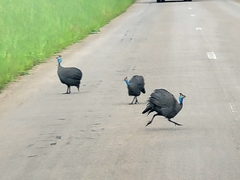 Numida meleagris mitratus