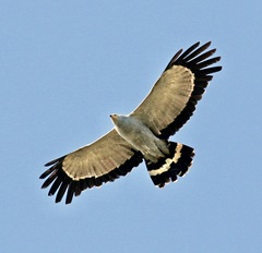 Polyboroides typus typus